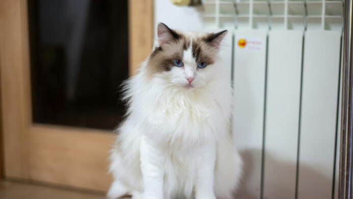 Mengenal Ragdoll Cat dan Pemeliharaan Bulunya (1)