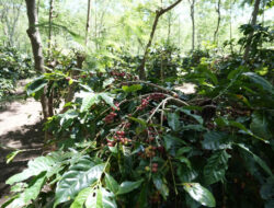 Holding Perkebunan Nusantara Dorong Kinerja Kopi PalmCo Tetap Solid di Tengah Tekanan Cuaca