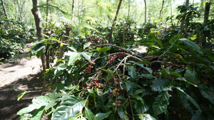 Holding Perkebunan Nusantara Dorong Kinerja Kopi PalmCo Tetap Solid di Tengah Tekanan Cuaca