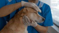 Kenali Tanda Anjing Rabies dan Langkah Penanganannya
