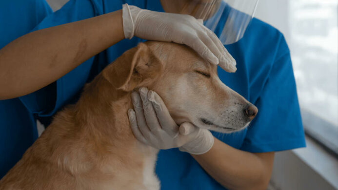 Unicharm Pet Indonesia