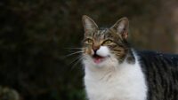 Mengenal Berbagai Suara Kucing dan Maknanya