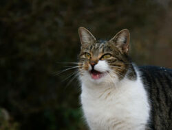 Mengenal Berbagai Suara Kucing dan Maknanya