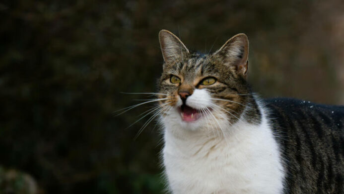 Unicharm Pet Indonesia