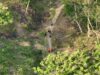 Hari ke-3 Operasi SAR di Hutan Bantarsari, Sugi Triyono Masih Belum Ditemukan