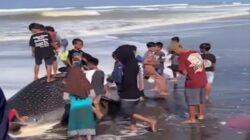 Viral, Hiu Tutul Terdampar di Perairan Cilacap