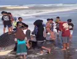 Viral, Hiu Tutul Terdampar di Perairan Cilacap