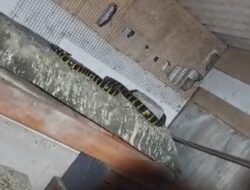 Damkar Cilacap Evakuasi Ular Cincin Emas Masuk Kandang Merpati
