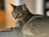 Mengenal Kucing Mujair Kucing Lokal dengan Karakter Unik yang Banyak Disukai