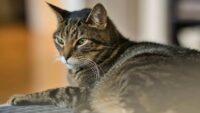 Mengenal Kucing Mujair, Kucing Lokal dengan Karakter Unik yang Banyak Disukai