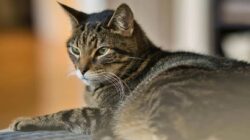 Mengenal Kucing Mujair, Kucing Lokal dengan Karakter Unik yang Banyak Disukai