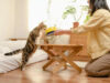 Tren Cat Food Minim Pengawet Semakin Diminati di Indonesia