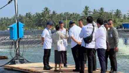 Presiden Prabowo ke Kebumen Hadiri Panen Raya Udang Vaname