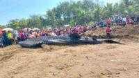 Hiu Tutul Terdampar Kembali di Perairan Cilacap, Kali ini di Nusawungu