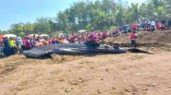 Hiu Tutul Terdampar Kembali di Perairan Cilacap, Kali ini di Nusawungu