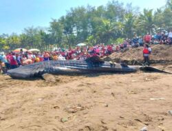Hiu Tutul Terdampar Kembali di Perairan Cilacap, Kali ini di Nusawungu