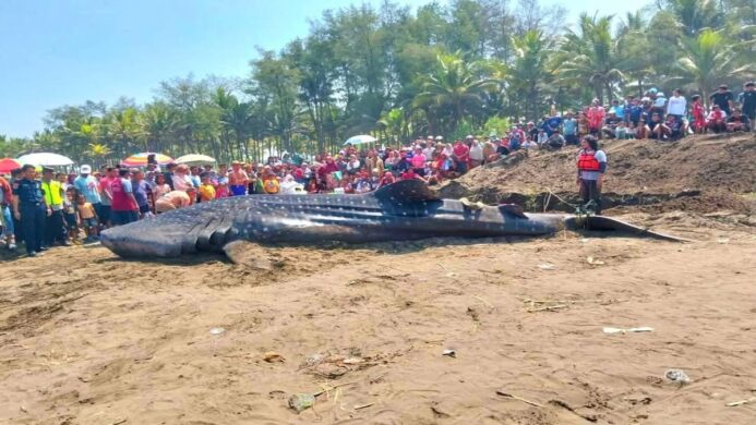 Seekor hiu tutul terdampar di Pantai Banjarsari, Nusawungu, Cilacap dievakuasi dan dikubur, Sabtu, 23 Mei 2026