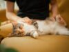 Unicharm Pet Indonesia