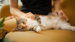 Posisi Tidur Kucing Ternyata Bisa Menunjukkan Kondisi dan Perasaannya