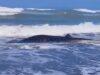 Hiu Paus 5 Meter Kembali Terdampar di Pantai Cemara Sewu Cilacap