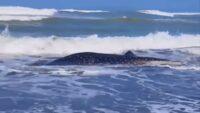 Hiu Paus 5 Meter Kembali Terdampar di Pantai Cemara Sewu Cilacap