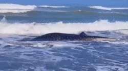 Hiu Paus 5 Meter Kembali Terdampar di Pantai Cemara Sewu Cilacap