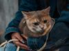 Usia Kucing dalam Umur Manusia