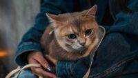 Berapa Usia Kucing dalam Umur Manusia? Simak Penjelasannya