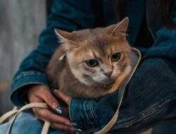 Berapa Usia Kucing dalam Umur Manusia? Simak Penjelasannya