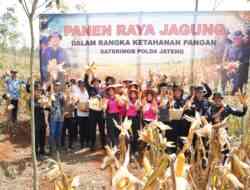 Dukung Ketahanan Pangan, Brimob Jateng Panen Jagung 8 Ton di Kendal