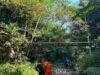 Tim SAR Gabungan tengah melakukan pencarian terhadap lansia yang hilang di Hutan Wanatirta Paguyangan Brebes