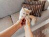 Unicharm Pet Indonesia