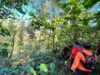 Hari ke-3 Pencarian Kakek Hilang di Hutan Wanatirta Brebes Masih Nihil