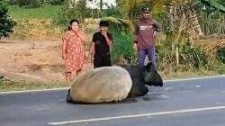 Tapir Berkeliaran di Mesuji Lampung Dirica-rica, Polisi Tangkap Pelaku