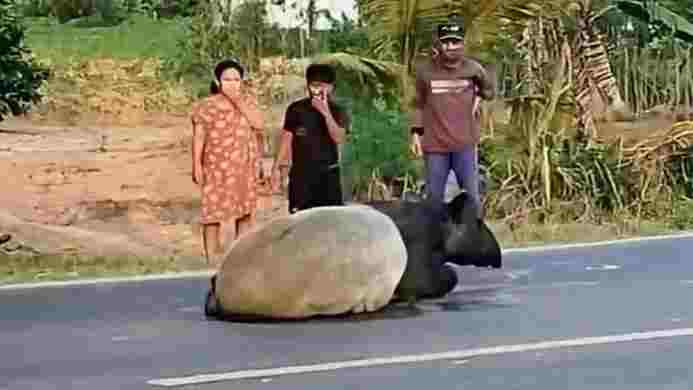 Foto Tapir berkeliaran di Mesuji Lampung (instagram)