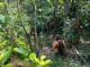 Hari ke-7 Pencarian Lansia di Hutan Brebes Nihil, Operasi SAR Ditutup