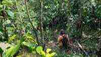 Hari ke-7 Pencarian Lansia di Hutan Brebes Nihil, Operasi SAR Ditutup