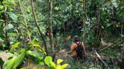 Hari ke-7 Pencarian Lansia di Hutan Brebes Nihil, Operasi SAR Ditutup