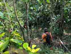 Hari ke-7 Pencarian Lansia di Hutan Brebes Nihil, Operasi SAR Ditutup