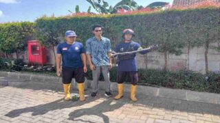 Bikin Panik Petugas RSU, Raja Kobra Berhasil Dievakuasi Damkar Cilacap