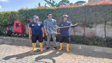 Bikin Panik Petugas RSU, Raja Kobra Berhasil Dievakuasi Damkar Cilacap