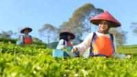 Holding Perkebunan Nusantara Perluas Jejak Teh Indonesia, Produk PTPN I Masuk Gerai Legendaris Twinings London