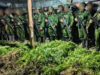 5 000 Batang Ganja Terungkap TNI Habema Gagalkan Peredaran Narkotika