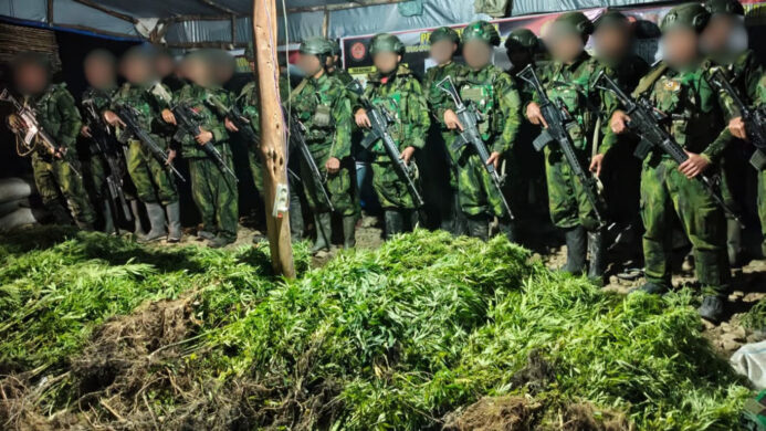 5 000 Batang Ganja Terungkap TNI Habema Gagalkan Peredaran Narkotika