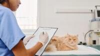 Cara Memilih Obat Diare Kucing yang Aman dan Efektif