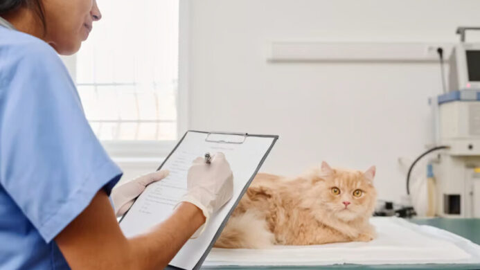 Cara Memilih Obat Diare Kucing yang Aman dan Efektif