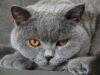 Ras Kucing Abu Abu