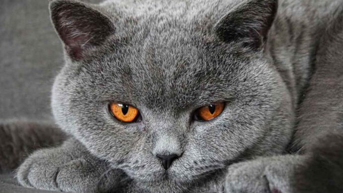 Ras Kucing Abu Abu