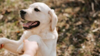 Dog Training Tips di Rumah Agar Anjing Pintar