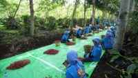 Holding Perkebunan Nusantara Perkuat Diversifikasi Agribisnis, Produksi Kopi PTPN IV PalmCo Melonjak 225 Persen